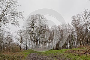 Old bare alder tree on a hill in the Wallonian countyside