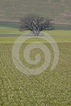 An old, bare and lonely Oak tree stands among the different shades of green of some cultivated fields.