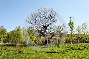 Old bare oak in spring time