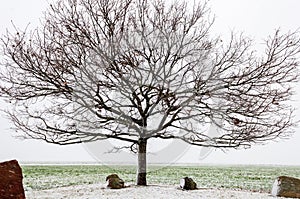 Old bare oak tree in the winter time