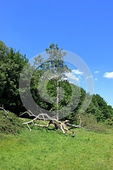 An old bare tree in the countryside near Westerham