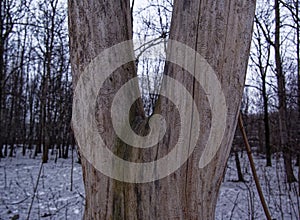 Old bare tree in early spring
