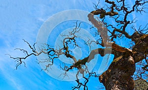 Old bare tree with fantastical curved branches photo