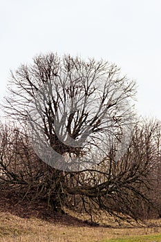 Old bare tree with powerful bare roots on cloudy day