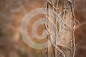 Old and bare tree trunk with climbing vines