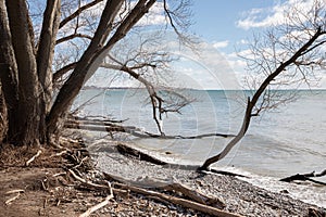 Old bare trees on the waterfront trail in Oshawa Ontario
