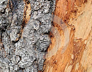 Old Bark