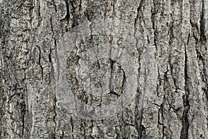 Old bark detail Seamless Texture.