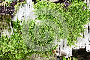 Old bark with moss