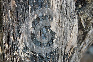 Old bark of pine tree