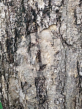 Old bark texture