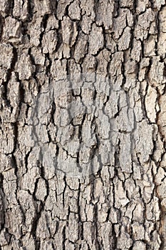 Old bark texture background uneven