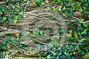 old bark texture with ivy plant