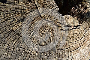 Old bark from a tree stump photo