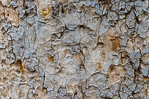 Old Bark Tree texture background, Brown Tree trunk
