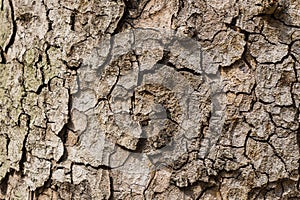 Old Bark Tree texture background, Brown Tree trunk