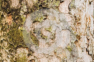 Old Bark Tree texture background, Brown Tree trunk