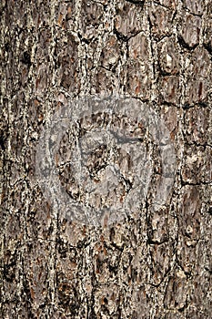 Old Bark Wood Tree in Nature