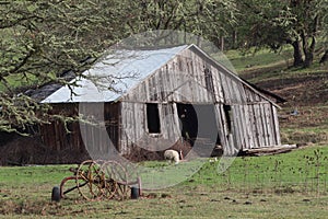 Old Swayback Barn and Sheep