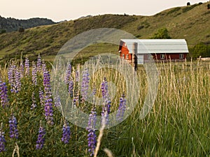 Old Barn