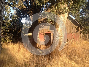Old barn in Oregon