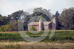 Old Barn in corn field