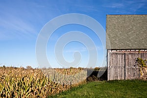 Old Barn, Corn Field and Blue Sky