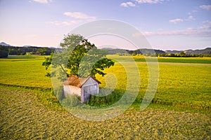 Old barn with damaged, collapsed roof under a large tree in rural landscape