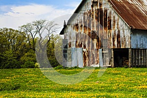Old Barn With Dandelions