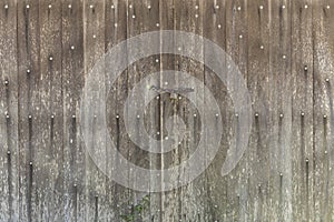 Old barn door made of wood locked with padlock and chain