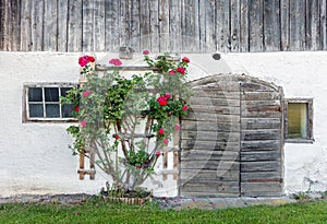 Old barn doors and red rose bush