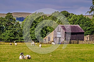 An old barn in a field with sheep