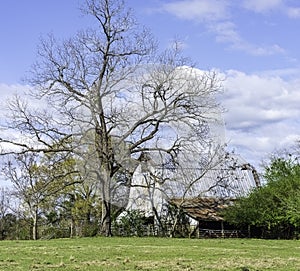 Old barn next to large oak tree - springtime