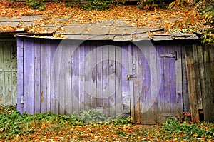 Old barn purple with fallen leaves on the roof