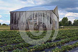 Old barn on strawberry field