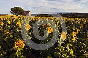 Old Barn in SunFlower and Lavender Fields on the Plateau De Valensole