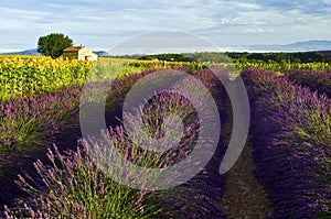 Old Barn in SunFlower and Lavender Fields on the Plateau De Valensole