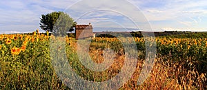 Old Barn in SunFlower and Lavender Fields on the Plateau De Valensole