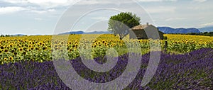 Old Barn in SunFlower and Lavender Fields on the Plateau De Valensole