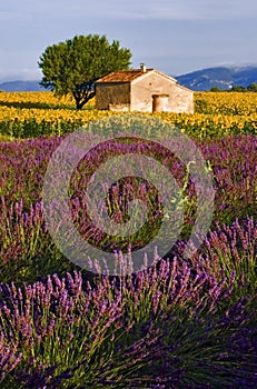 Old Barn in SunFlower and Lavender Fields on the Plateau De Valensole photo