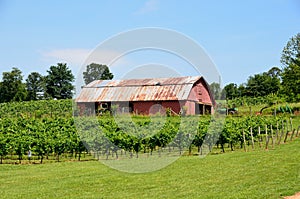Old barn in vineyard