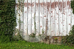 Old Barn Wall, Vines, Background, Peeling Paint