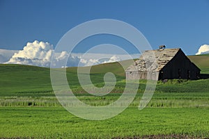 Old Barn In Wheat Field