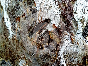 Old barn wood background texture.