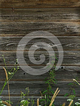 Old barn wood background texture