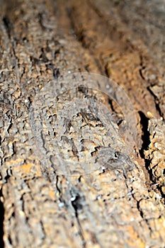 old barn wood background texture