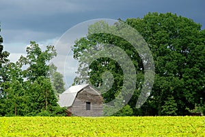 Old Barn and Yellow Corn Field