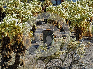 Old barrel can rusting on the ground among jumping cactus in the Arizona desert in deserted ghost mining town.