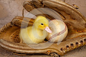 Old baseball glove and easter duckling