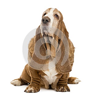 Old Basset Hound sitting and looking up